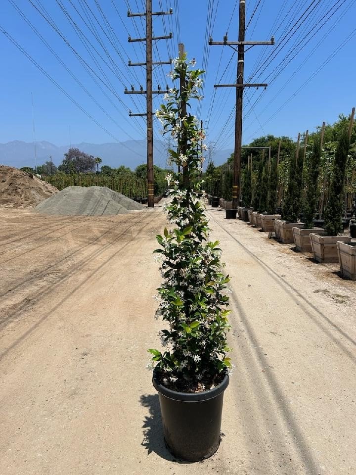 Photo for Trachelospermum jasminoides (Staked) (Star Jasmine)
