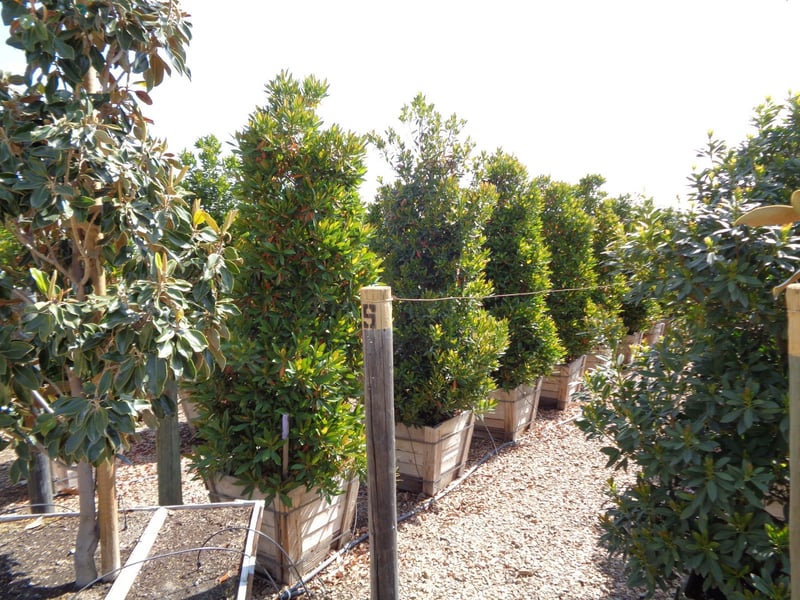 Photo for Elaeocarpus decipiens (Column) (Japanese Blueberry Tree)