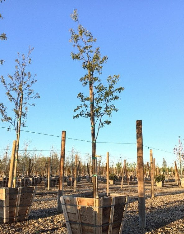 Photo for Robinia x ambigua ‘Purple Robe’ (Purple Robe Locust)