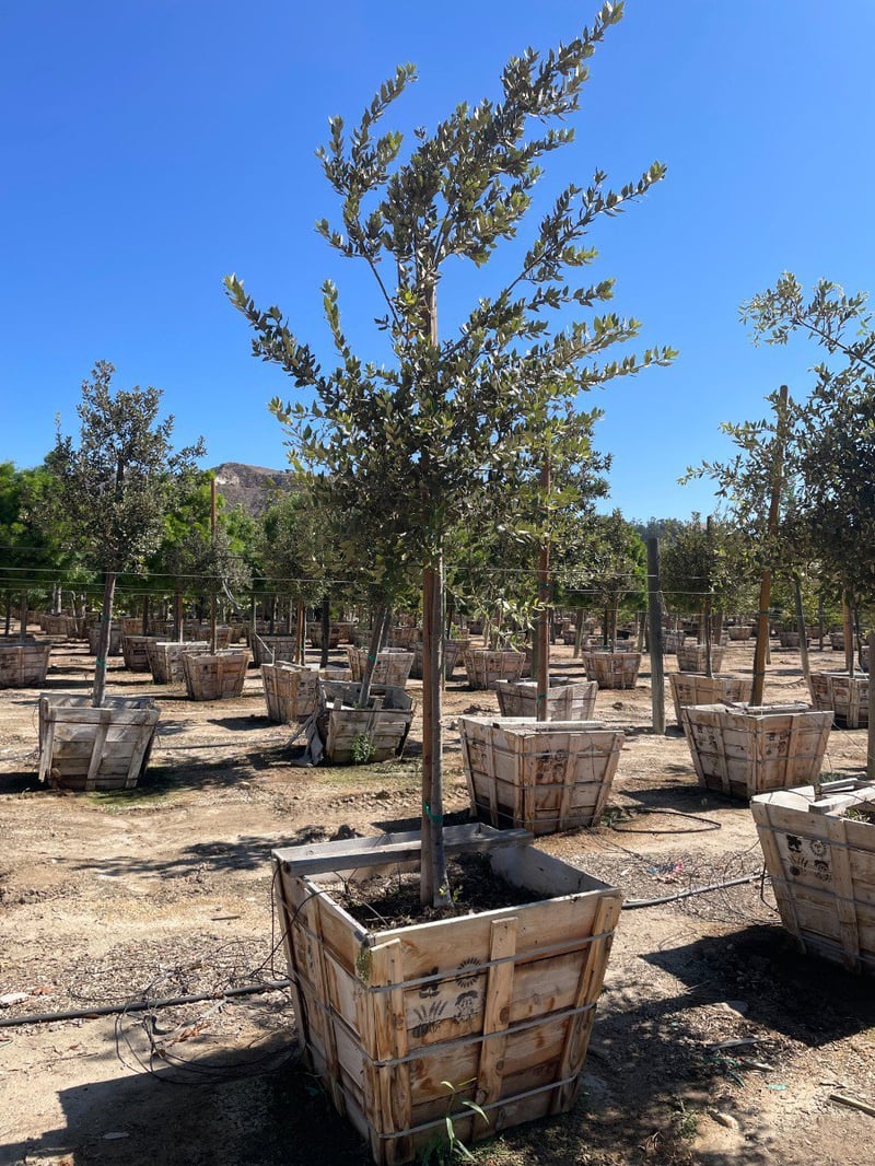 Photo for Quercus ilex (Holly Oak, Holm Oak)