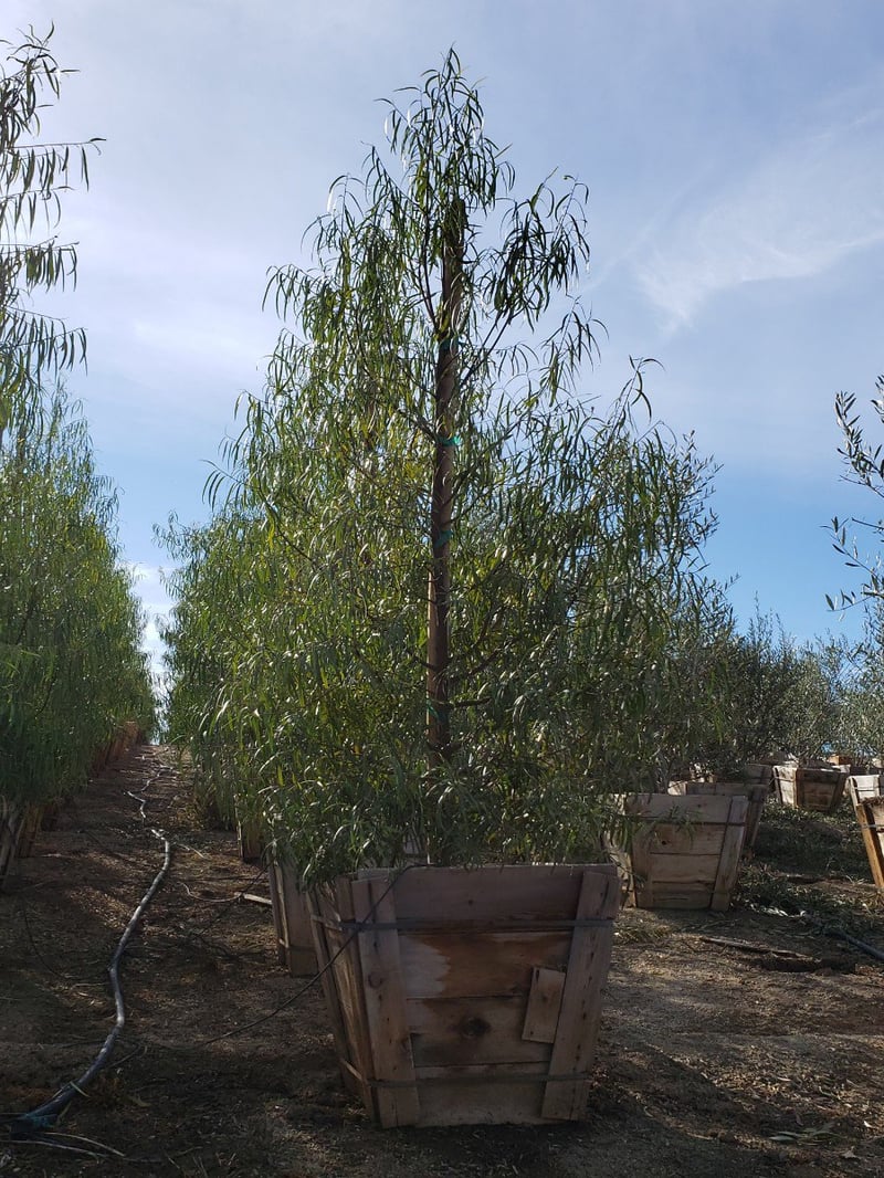 Photo for Geijera parviflora (Australian Willow)