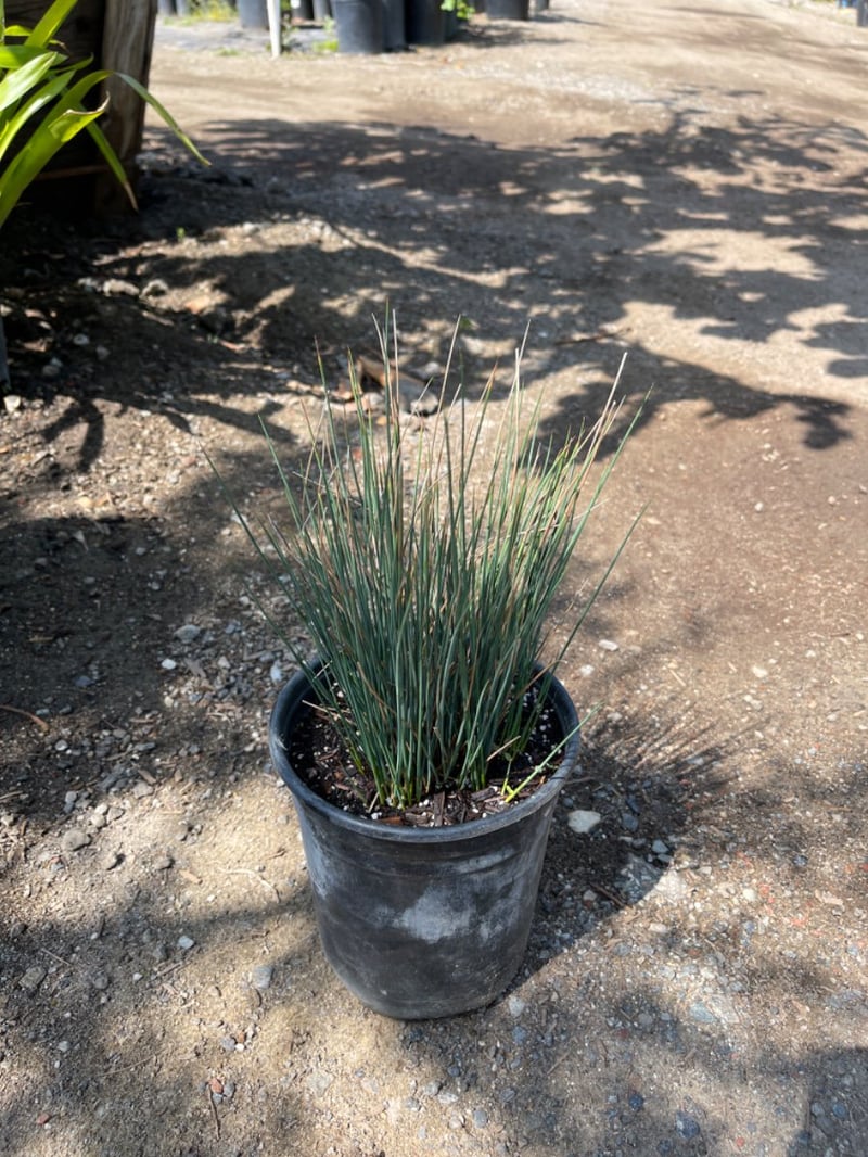 Photo for Juncus patens (California Grey Rush)