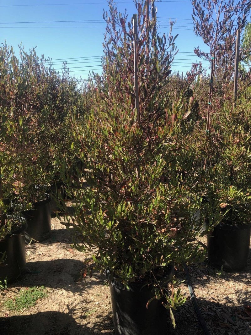 Photo for Dodonea viscosa (Hopseed Bush)