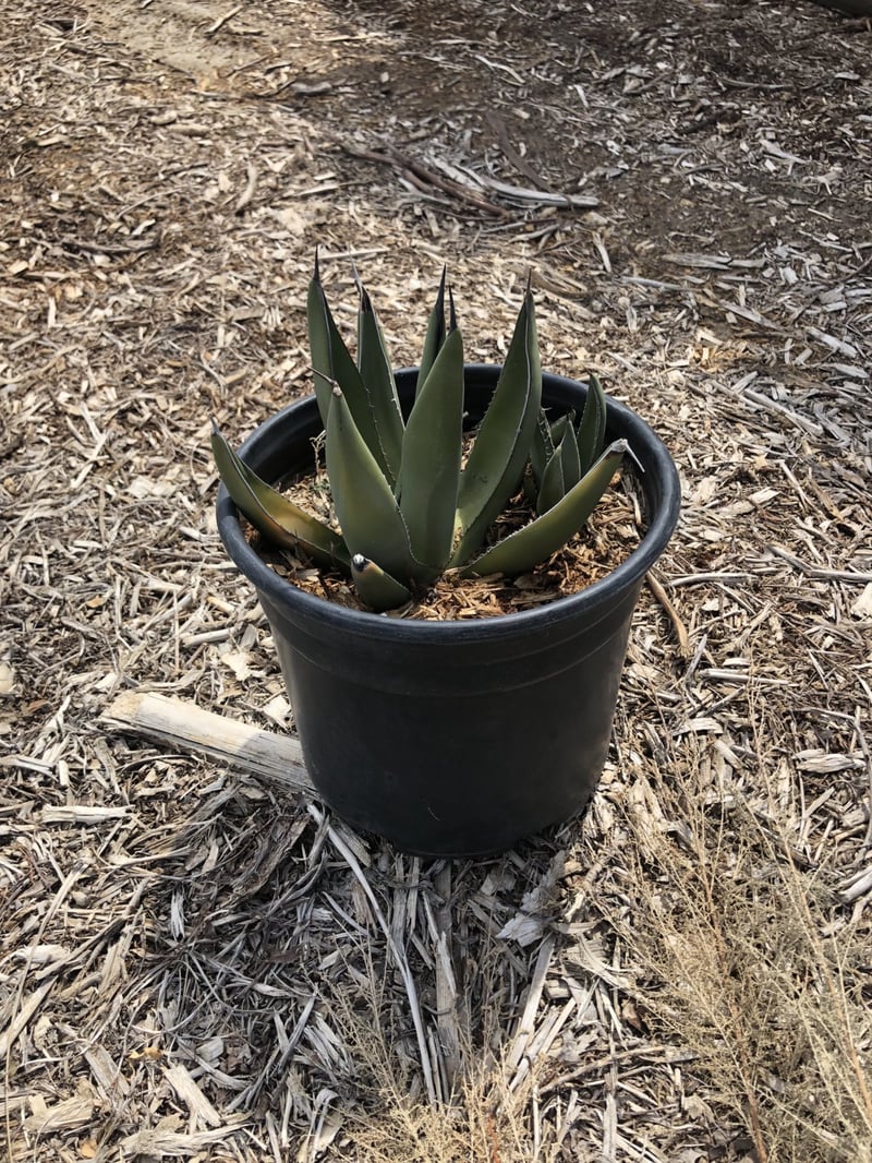 Photo for Agave 'Sharkskin' (Sharkskin Agave)