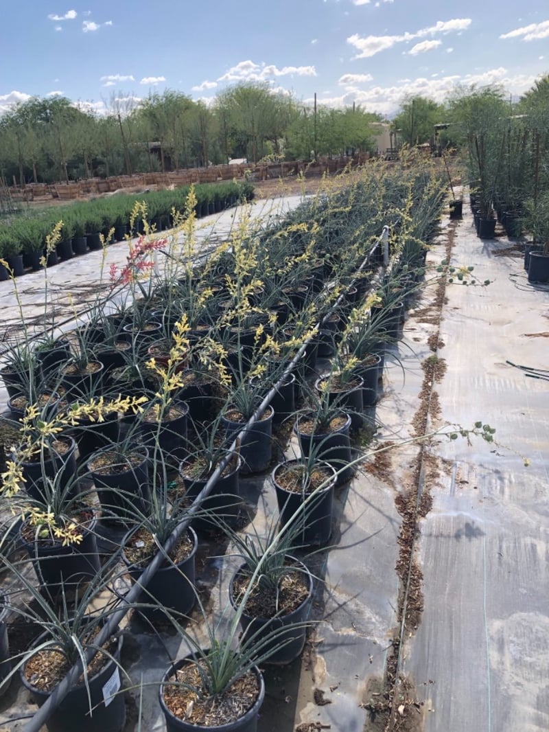 Photo for Hesperaloe parviflora 'Yellow' (Yellow Yucca, Texas Yellow Yucca)