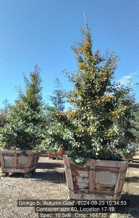 Photo for Ginkgo biloba ‘Autumn Gold' (Autumn Gold Maidenhair Tree)