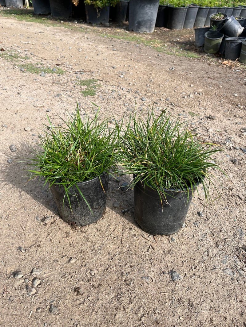 Photo for Carex tumulicola (Foothill Sedge)