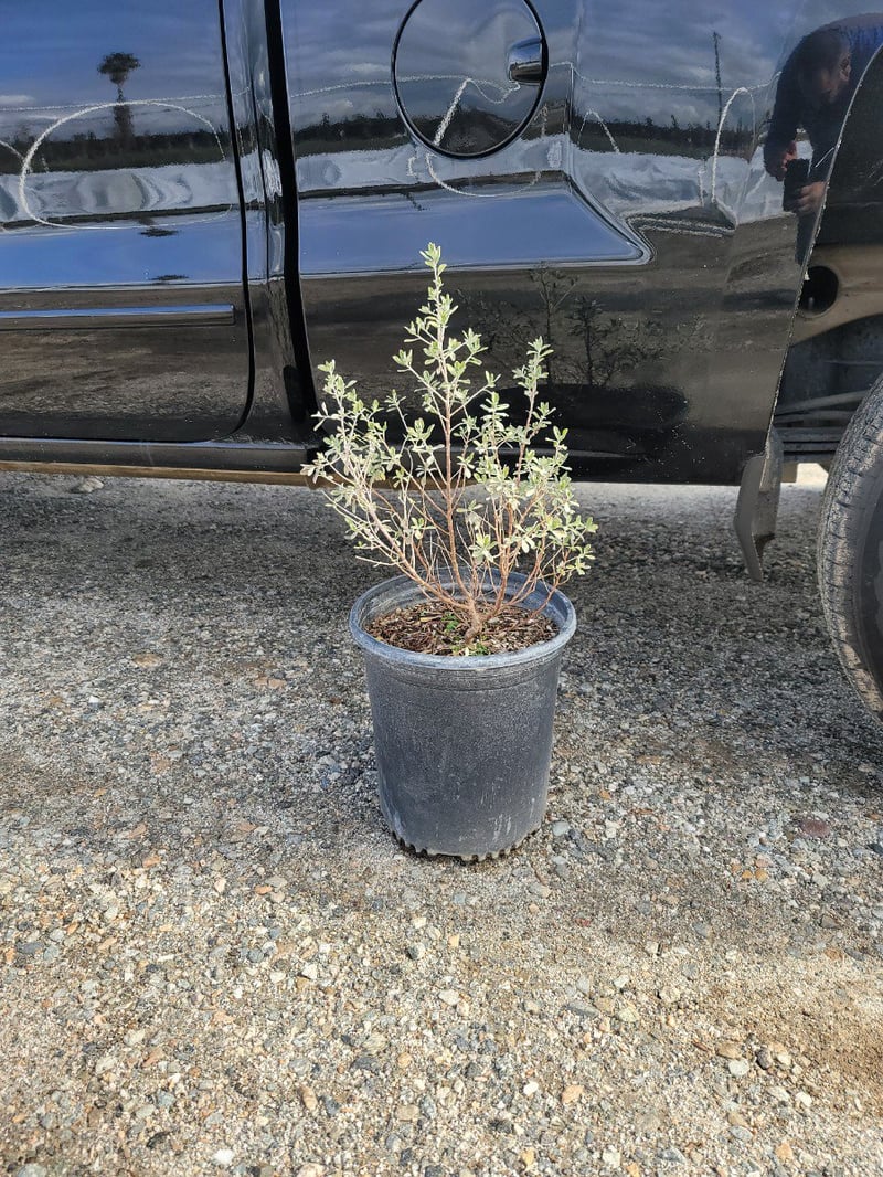 Photo for Leucophyllum frutescens ‘Compacta’ (Compact Texas Ranger)