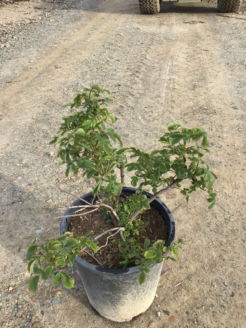 Photo for Sambucus mexicana 'Nigra' (Mexican Elderberry)