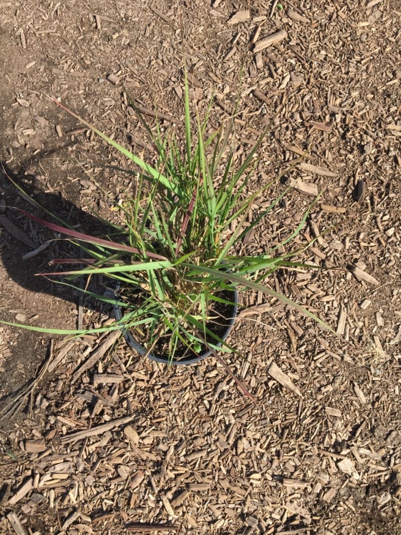 Photo for Pennisetum 'Fairy Tails' (Evergreen Fountain Grass)