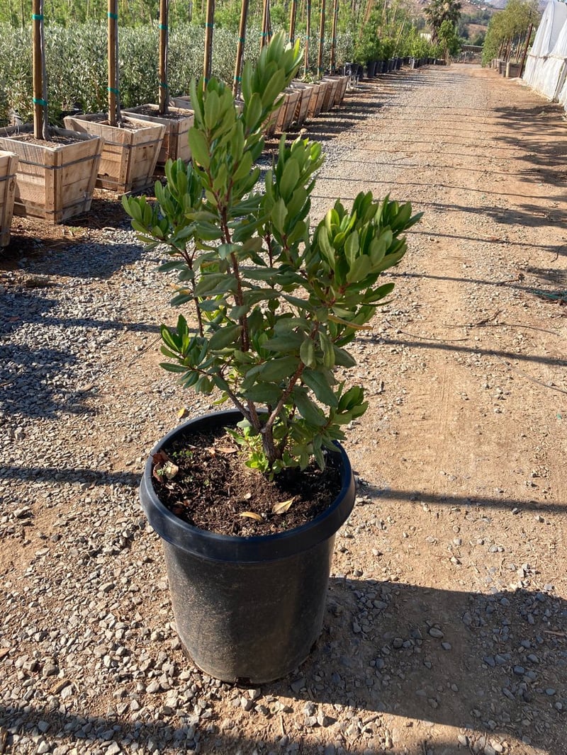 Photo for Arbutus unedo (Strawberry Tree)
