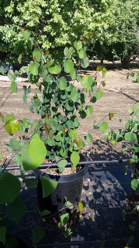 Photo for Cercis occidentalis (Multi) (Western Redbud)