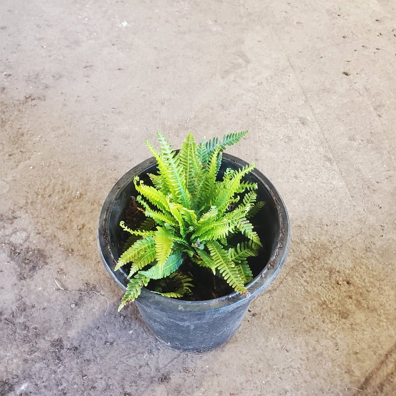 Photo for Blechnum spicant (Deer Fern)