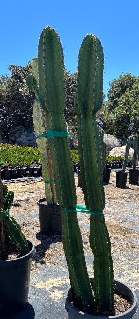 Photo for Euphorbia ingens (Candelabra Tree)