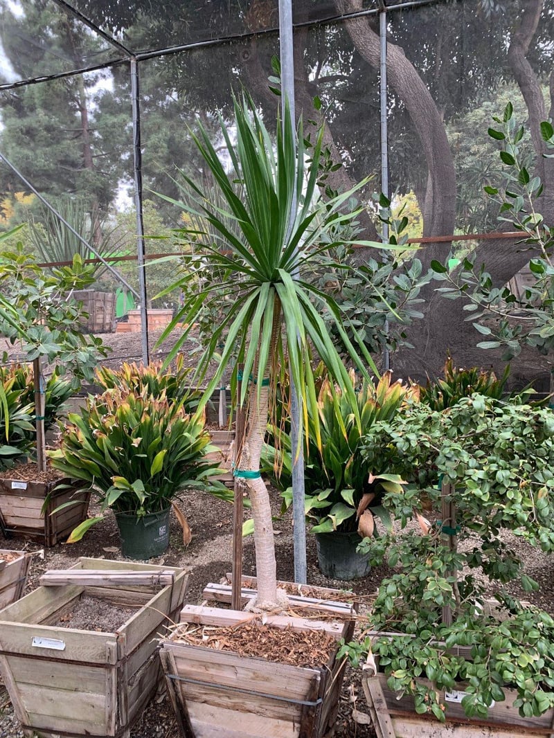 Photo for Dracaena arborea (Dragon Tree)