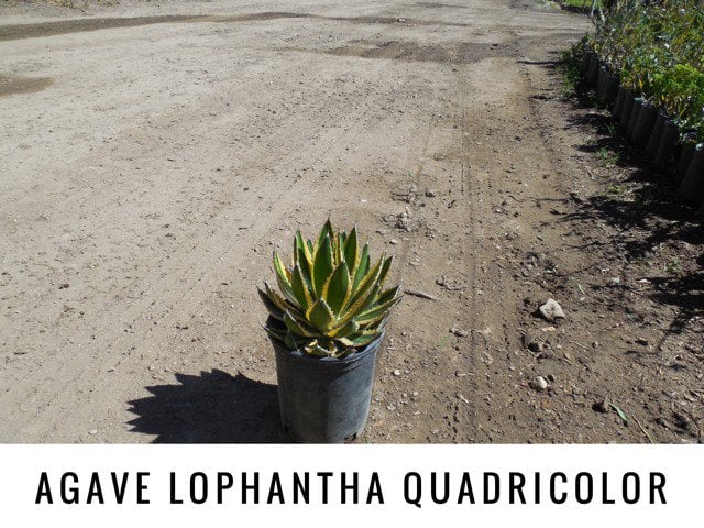 Photo for Agave lophantha 'Quadricolor' (Quadricolor Century Plant)