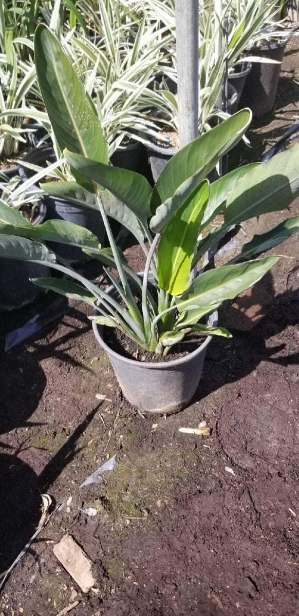 Photo for Strelitzia reginae (Bird of Paradise)