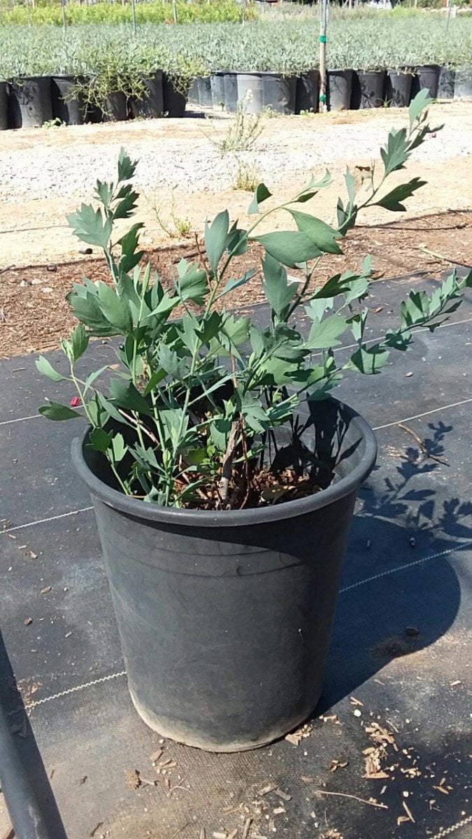 Photo for Romneya coulteri (Matilija Poppy)