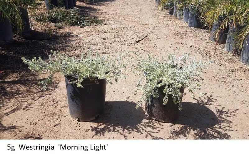 Photo for Westringia fruticosa 'Morning Light' (Morning Light Coast Rosemary)