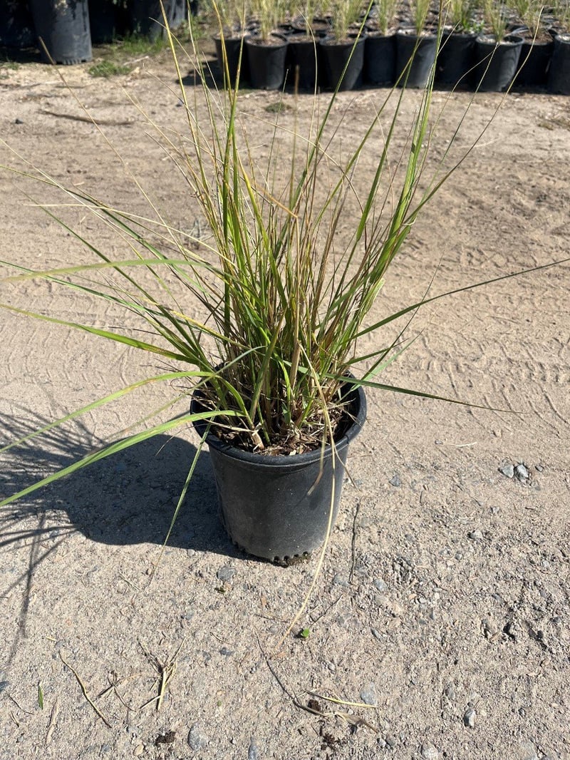Photo for Calamagrostis × acutiflora 'Karl Foerster' (Karl Foerster Feather Reed Grass)