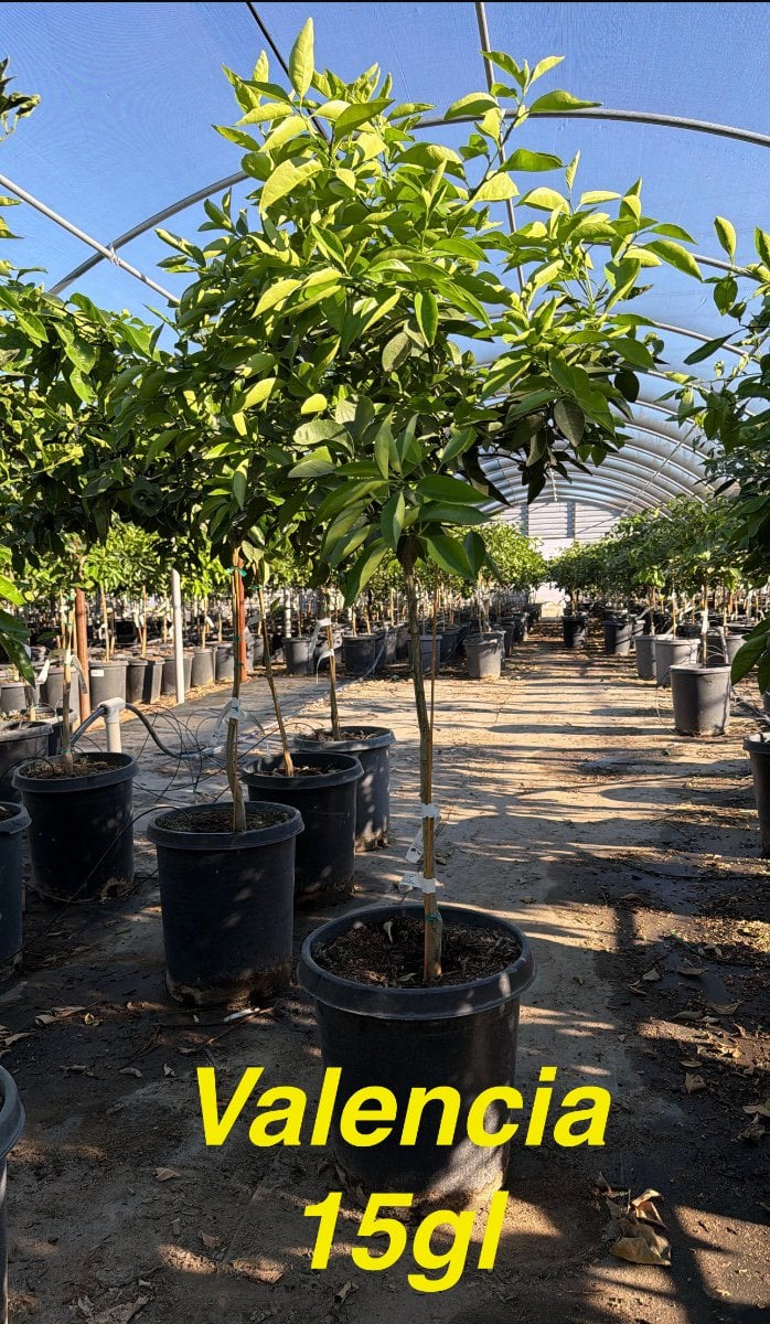 Photo for Citrus sinensis 'Valencia' (Valencia Orange Tree)