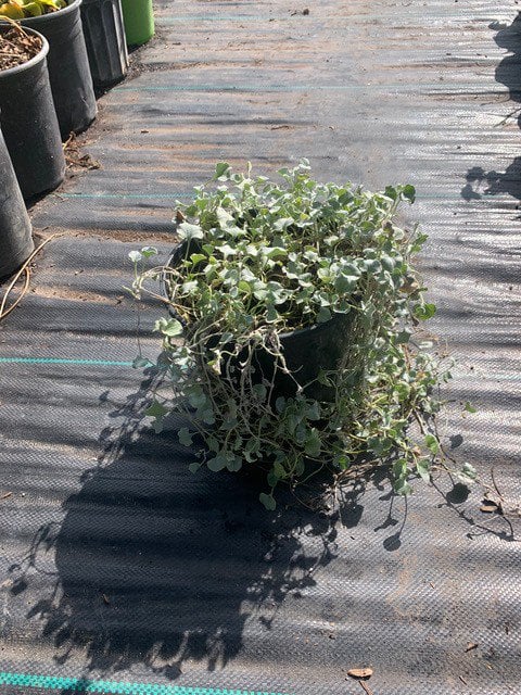 Photo for Dichondra argentea 'Silver Falls' (Silver Dichondra)