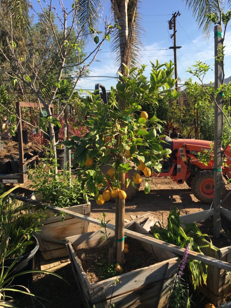 Photo for Citrus limon 'Meyer Improved' (Improved Meyer Lemon)