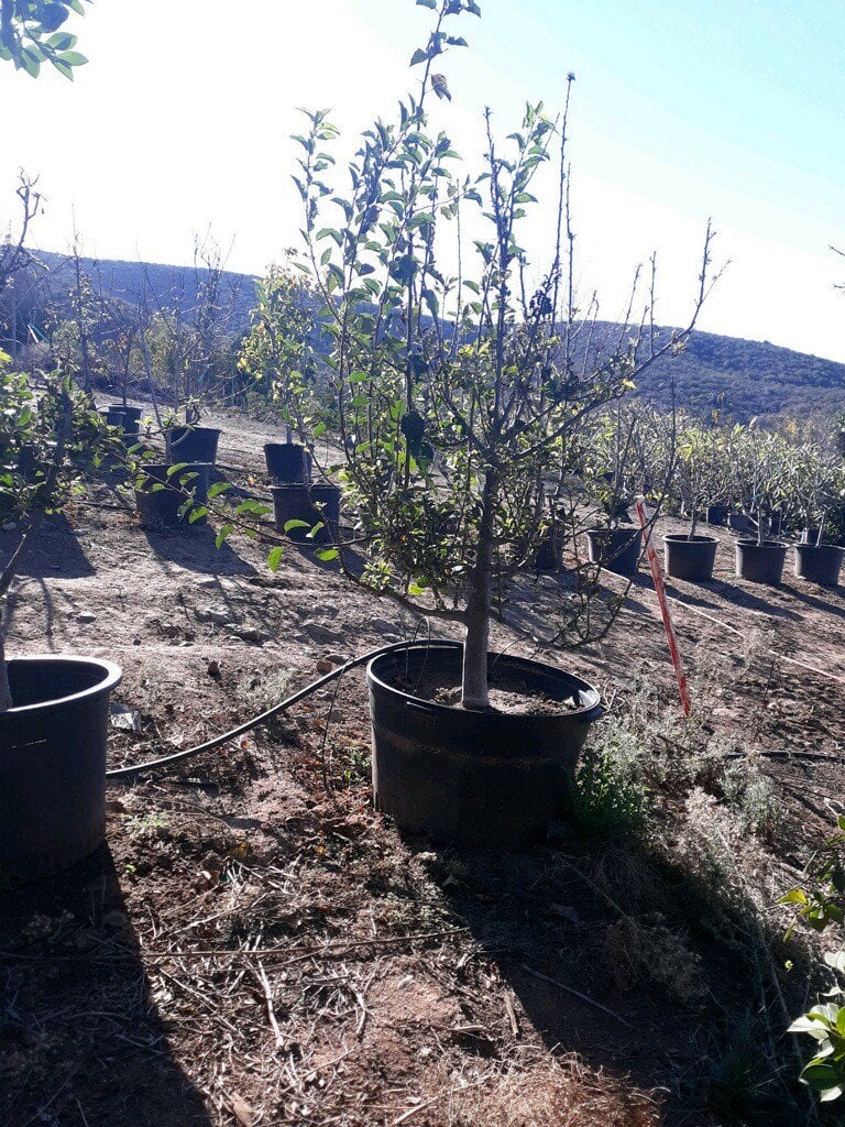 Photo for Malus domestica 'Fuji' (Fuji Apple)