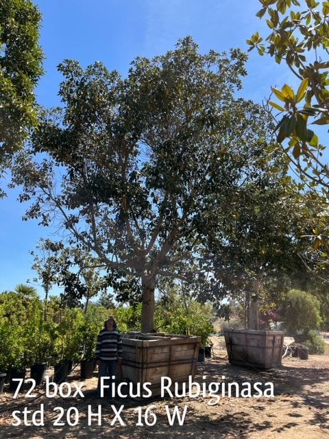 Photo for Ficus rubiginosa (Standard) (Rusty Fig)