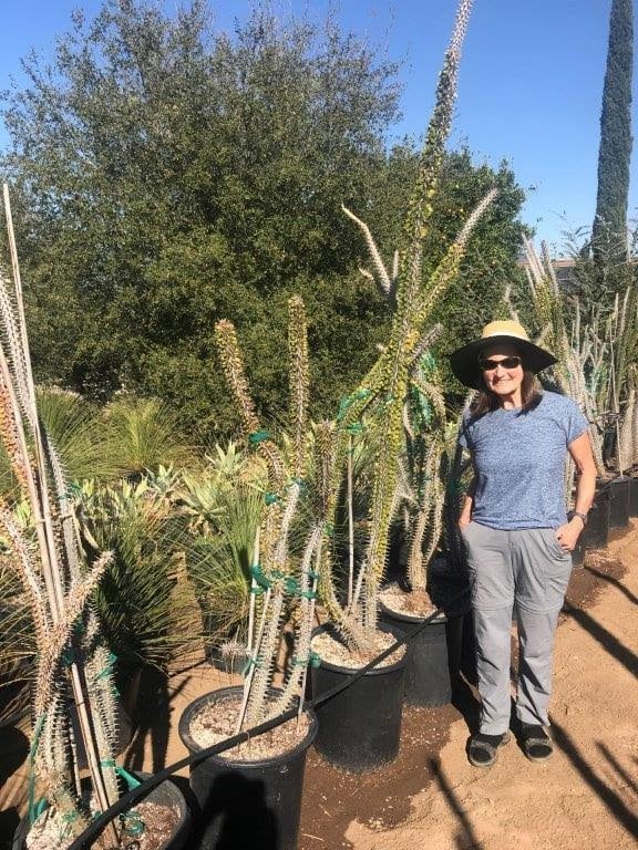 Photo for Alluaudia procera (Madagascar Ocotillo)