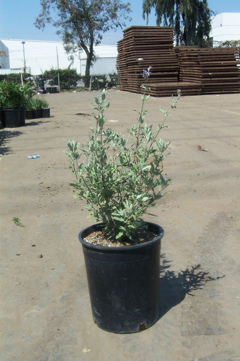 Photo for Salvia 'Allen Chickering' (Allen Chickering Sage)
