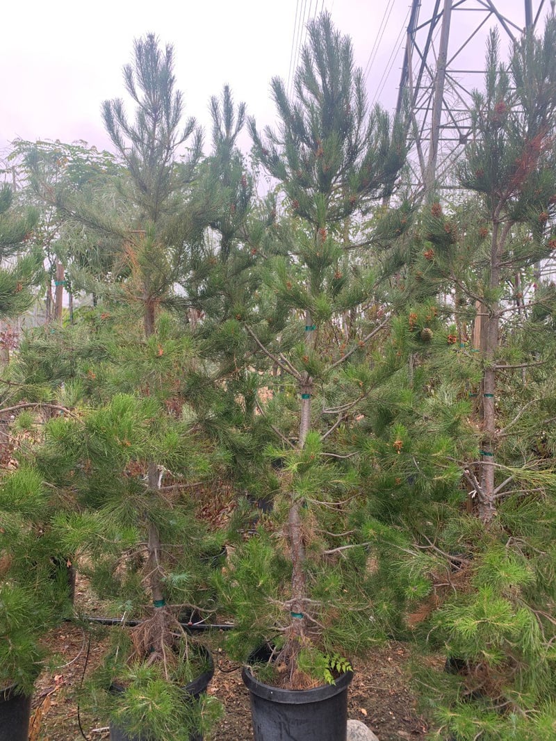 Photo for Pinus eldarica (Afghan Pine)
