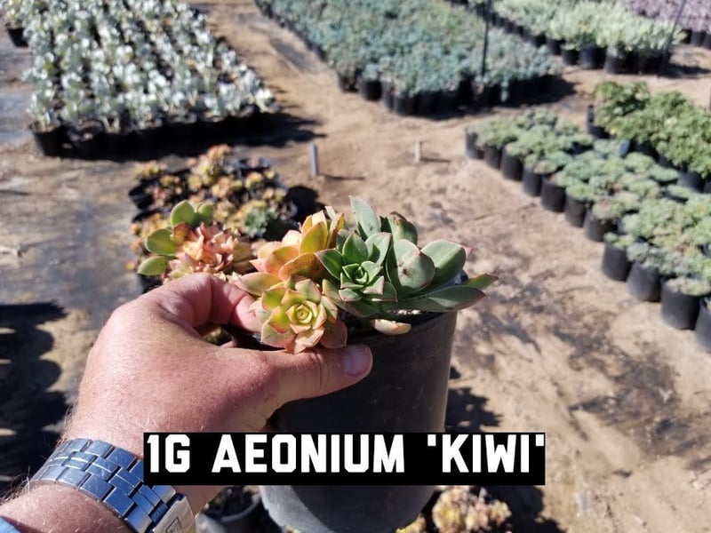 Photo for Aeonium 'Kiwi' (Kiwi Aeonium)