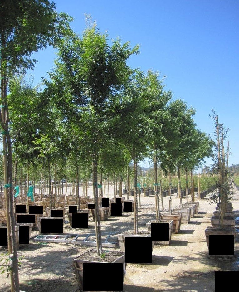 Photo for Ulmus parvifolia (Chinese Elm, Lacebark Elm)