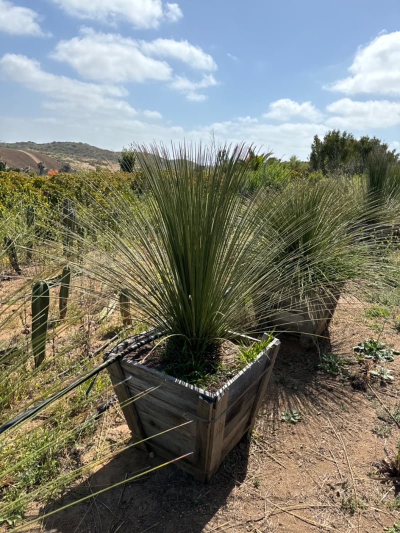 Photo for Dasylirion longissimum (Mexican Grass Tree)