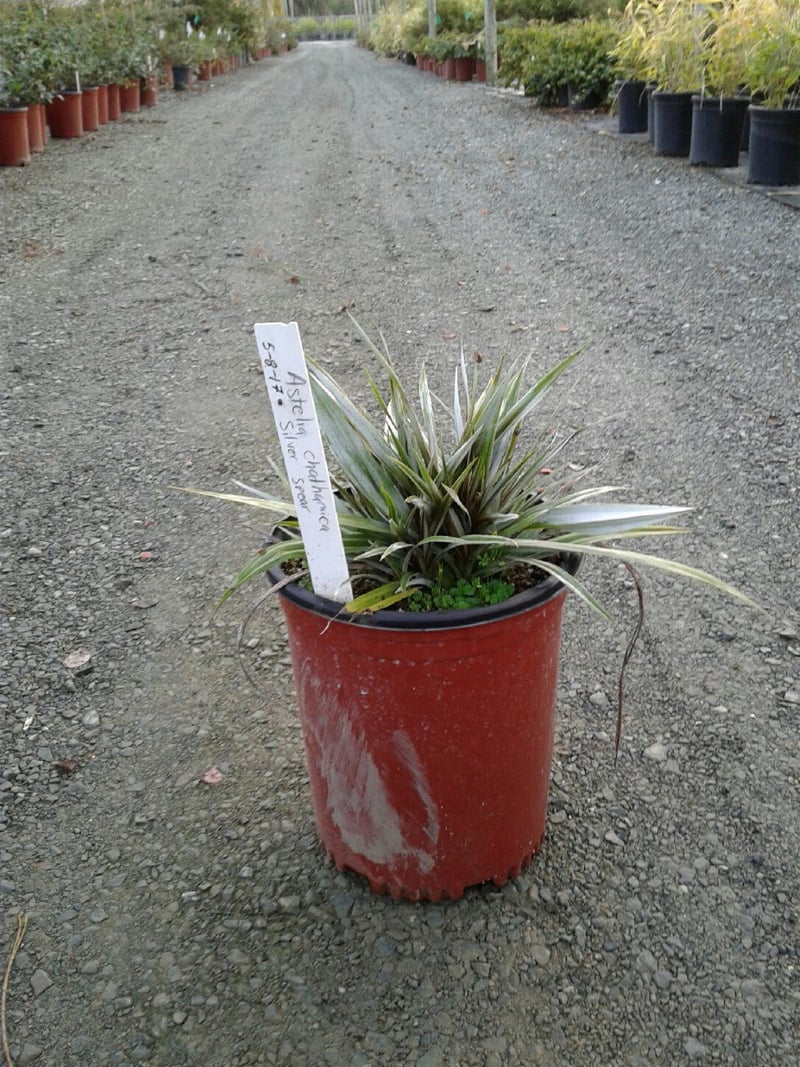 Photo for Astelia chathamica 'Silver Spear' (Silver Spear)