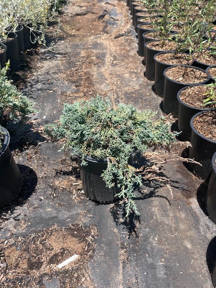 Photo for Juniperus horizontalis 'Wiltonii' ('Blue Rug') (Blue Carpet Juniper)
