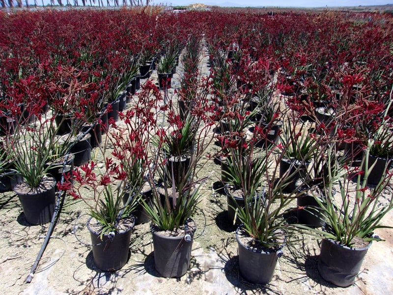 Photo for Anigozanthos flavidus 'Big Red' (Red Kangaroo Paw)