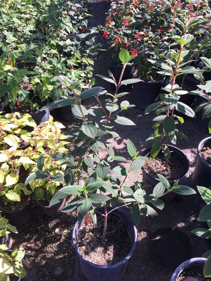 Photo for Tibouchina urvilleana (T. semidecandra) (Princess Flower)