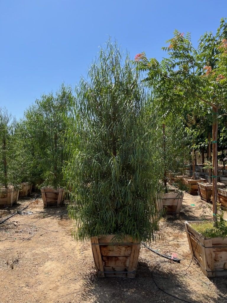 Photo for Geijera parviflora (Low Branching) (Australian Willow)