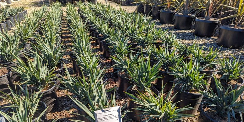Photo for Dianella 'BluTopia' (Blutopia Flax Lily)