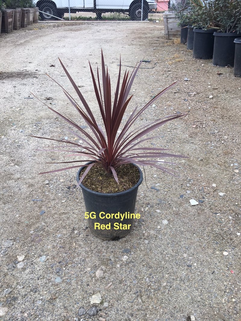 Photo for Cordyline australis 'Red Star' (Red Star Grass Palm)