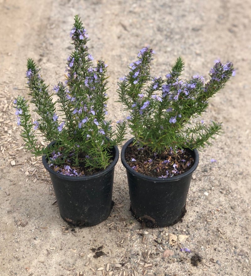 Photo for Rosmarinus officinalis (Rosemary)