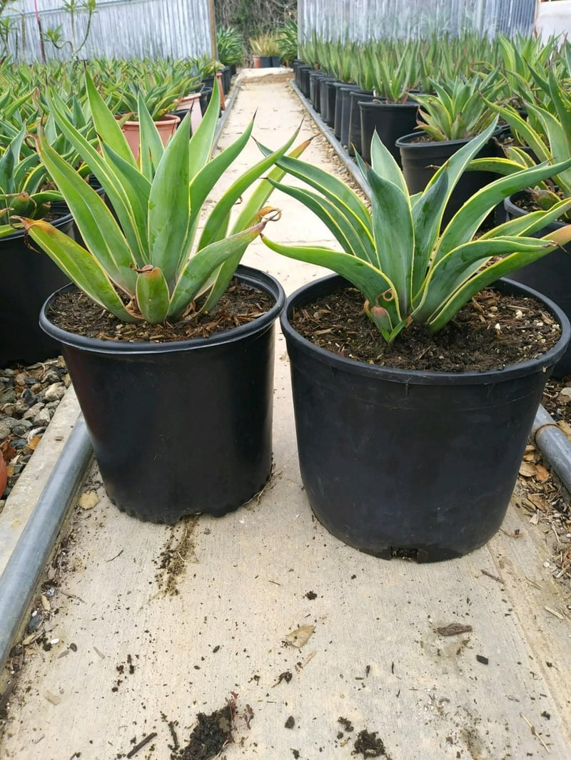 Photo for Agave desmetiana (Smooth Agave)