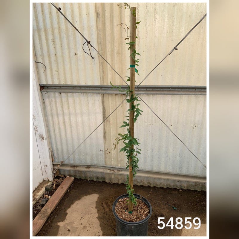 Photo for Dolichandra Unguis-Cati (Macfadyena unguis-cati) (Cat's Claw Vine)