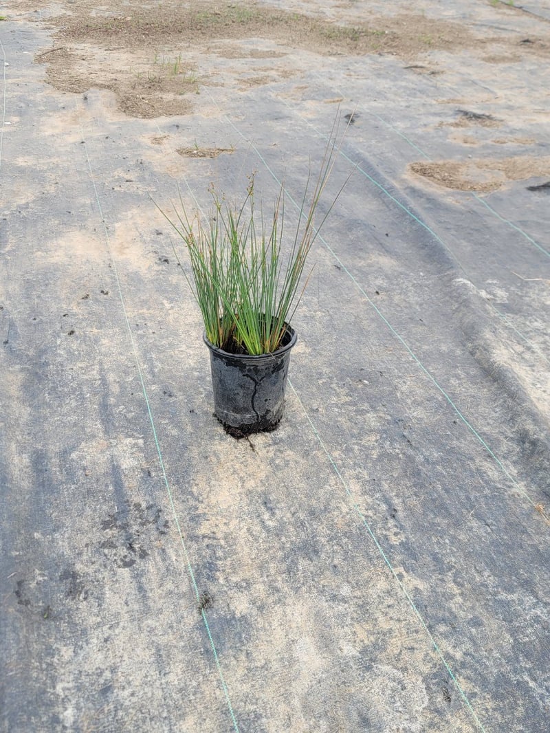 Photo for Juncus patens (California Grey Rush)