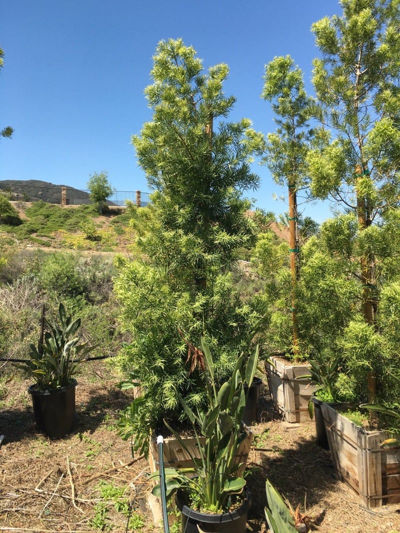 Photo for Podocarpus gracilior (low branching column) (Fern Podocarpus)