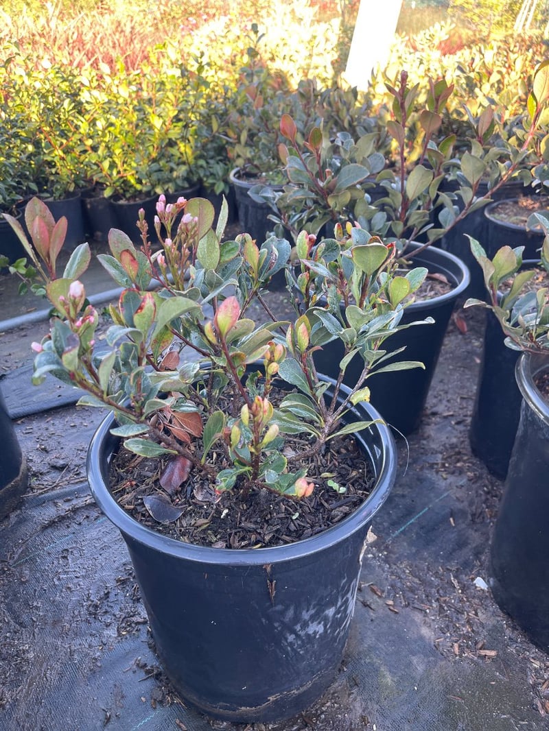 Photo for Rhaphiolepis indica 'Springtime' (Springtime Indian Hawthorn)