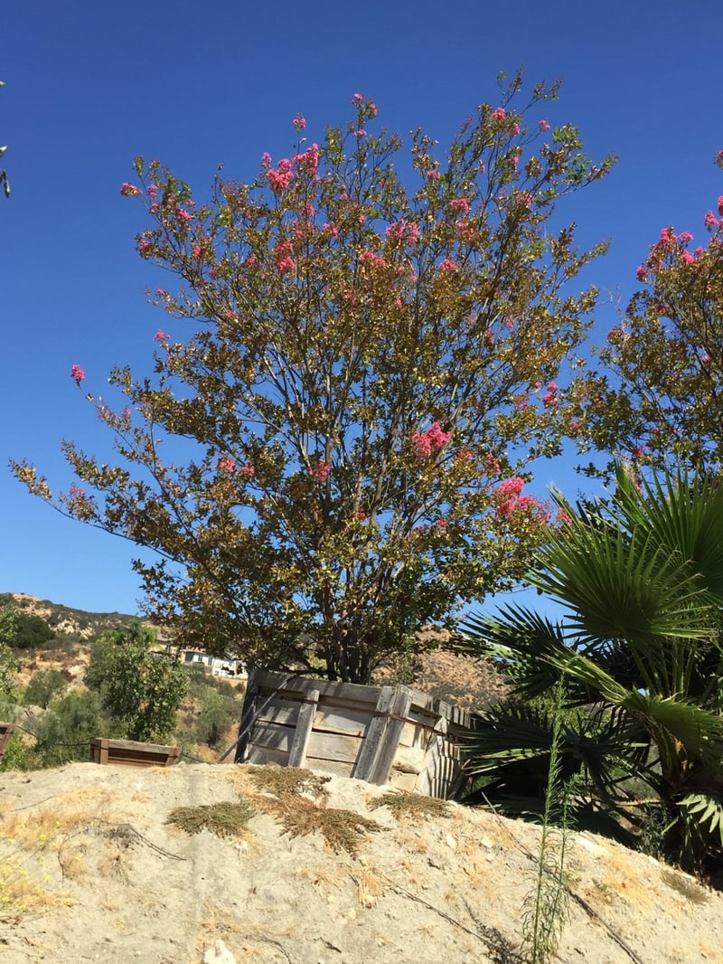Photo for Lagerstroemia indica 'Red' (Multi) (Red Crape Myrtle (any variety))