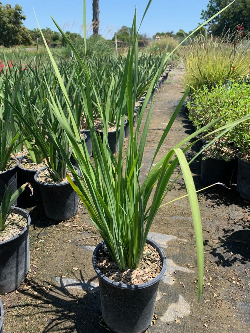 Photo for Dietes (any variety) (Fortnight Lily)